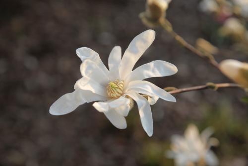 magnolienbluete magnolienbluete