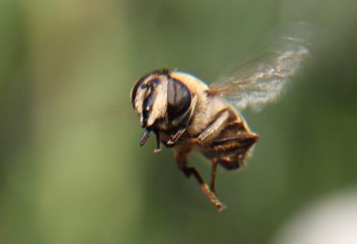 Fliege